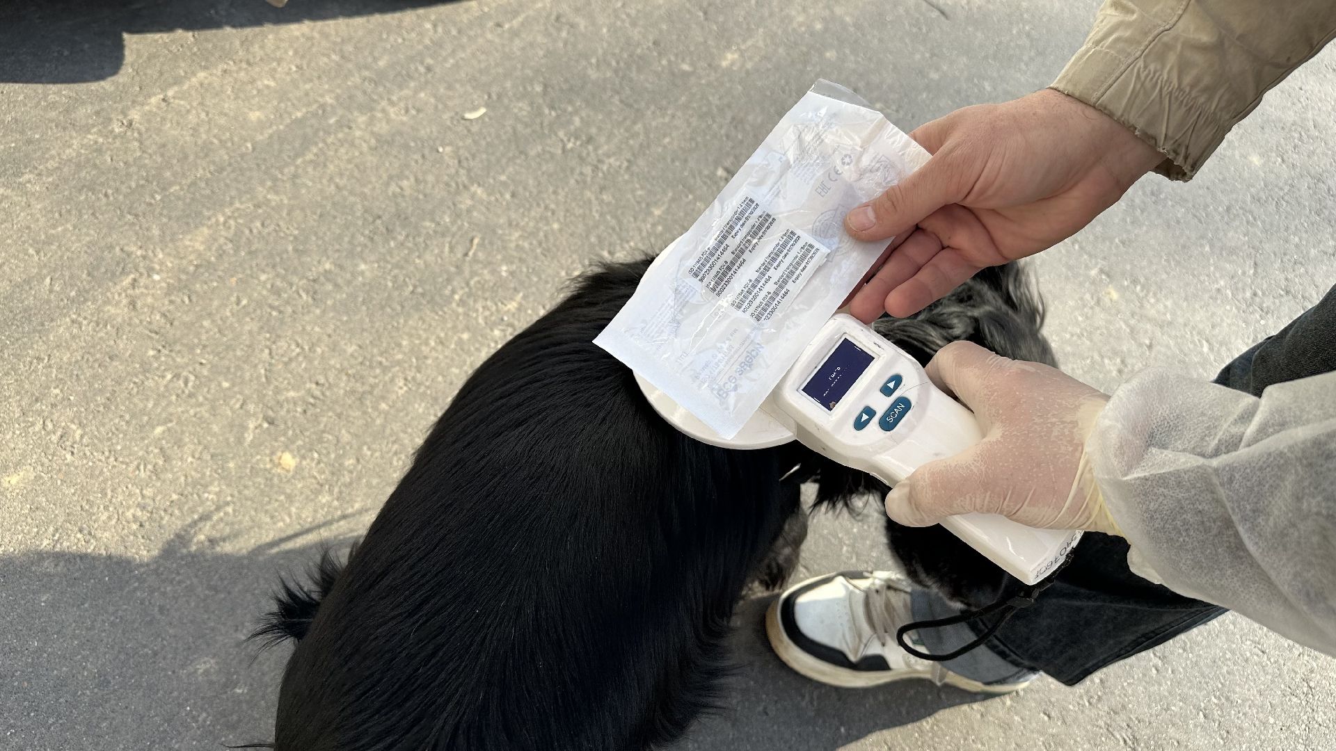 чипирование домашних животных, домодедово,