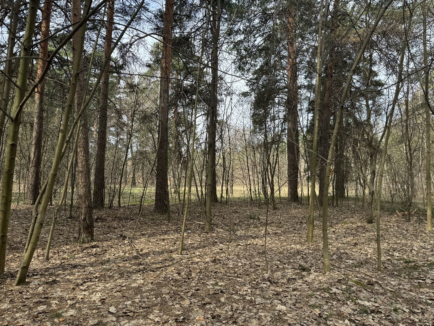 выездная администрация, ленинский городской округ, благоустройство парка,