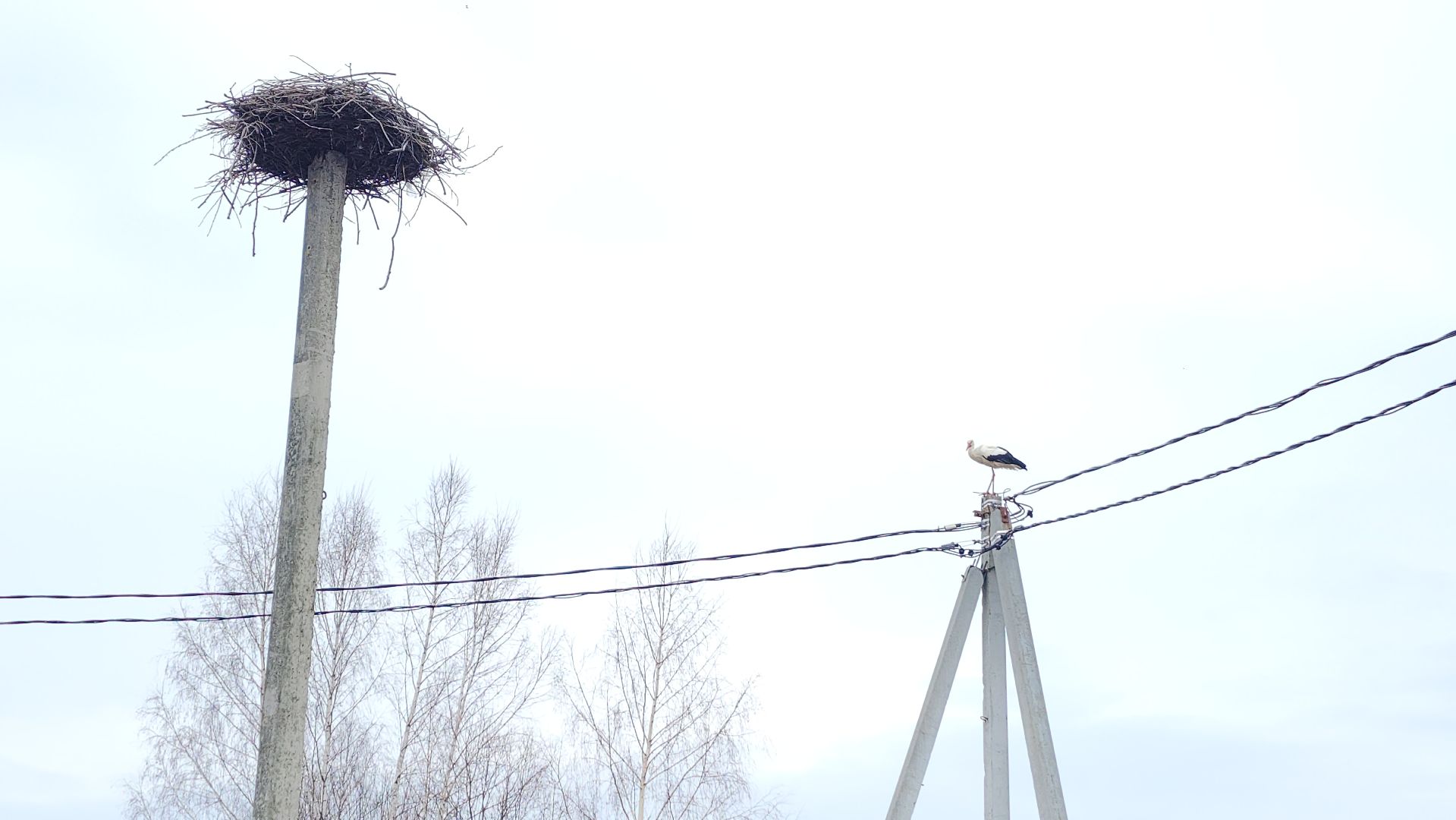 волоколамск, аисты,