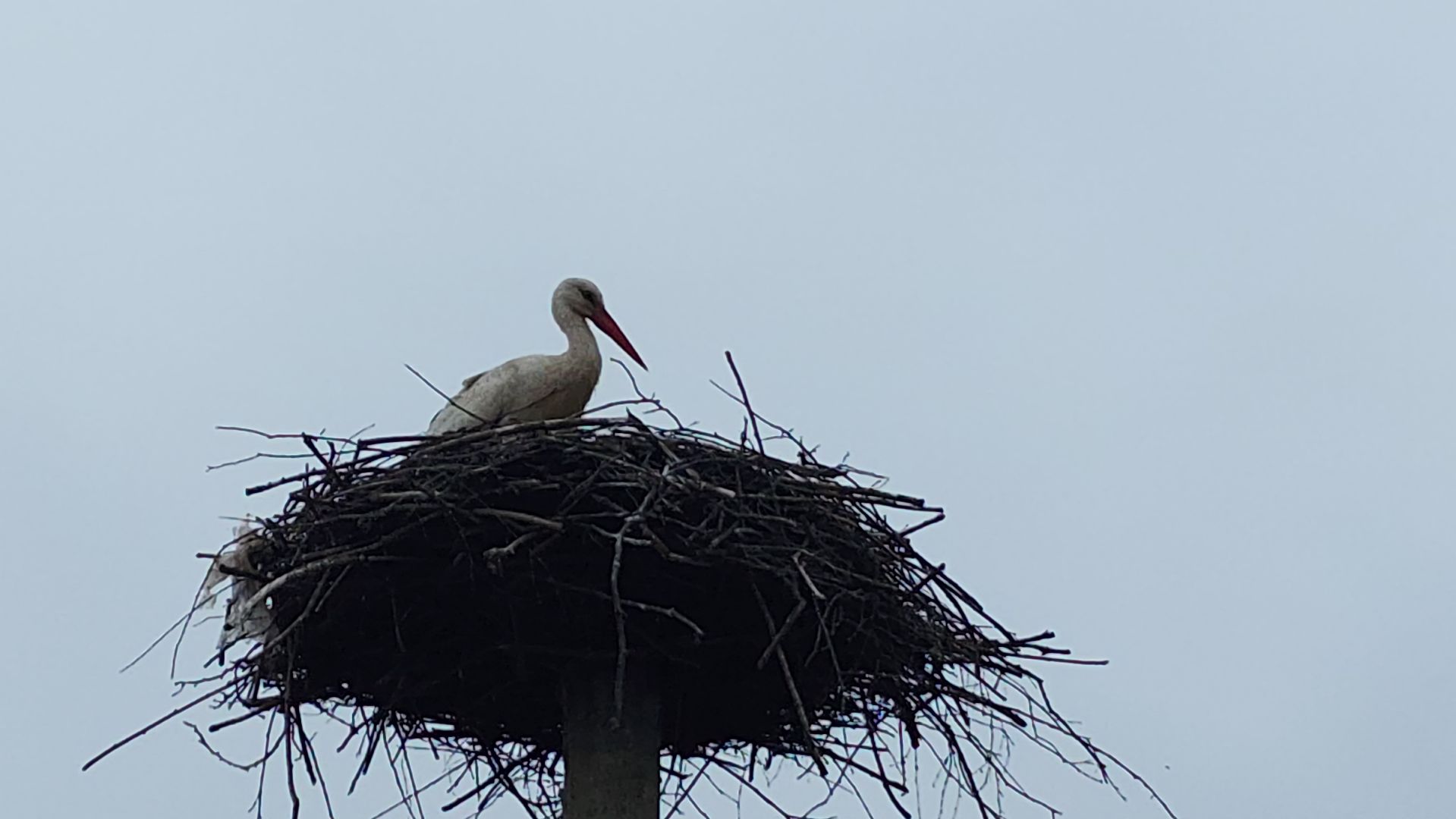 волоколамск, аисты,
