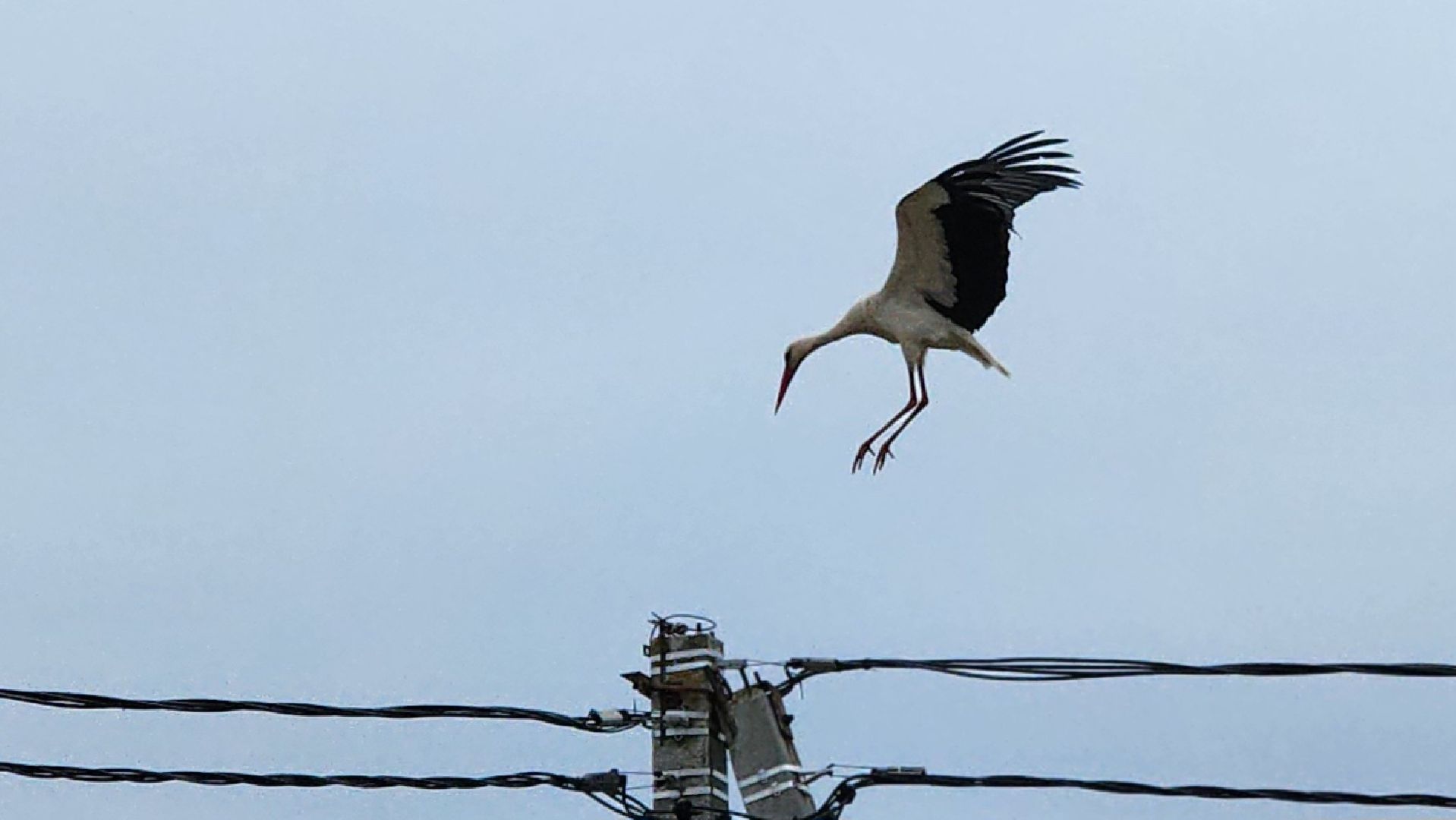 волоколамск, аисты,
