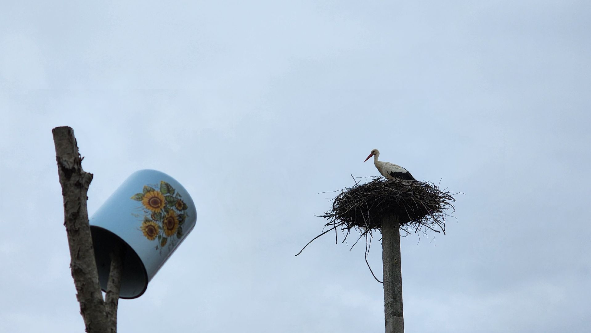 волоколамск, аисты,