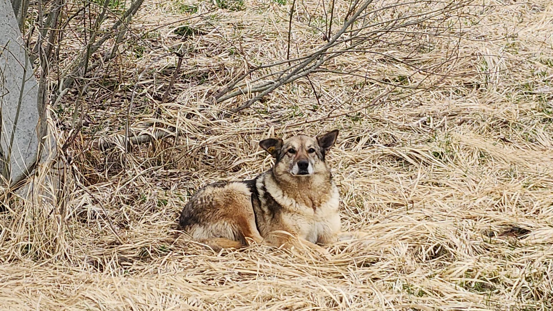 волоколамск, аисты,