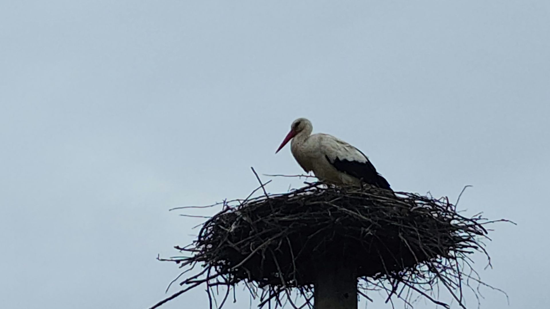 волоколамск, аисты,