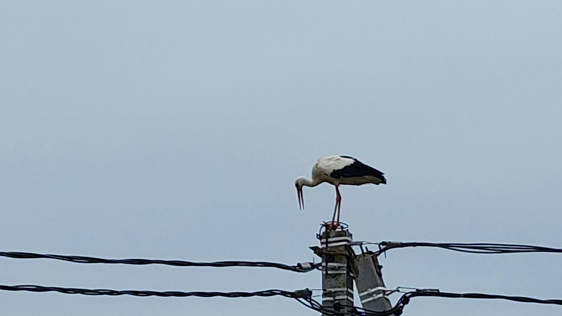волоколамск, аисты,