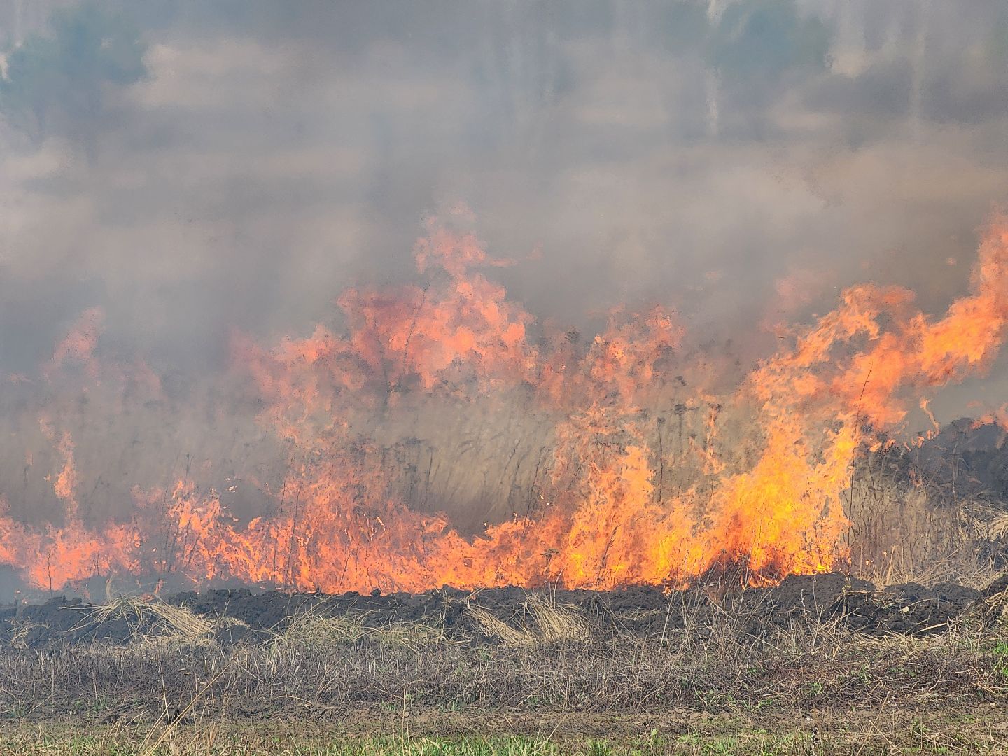 Зарайск, Пожары, Поджоги травы, Лесная охрана, Тактические учения,