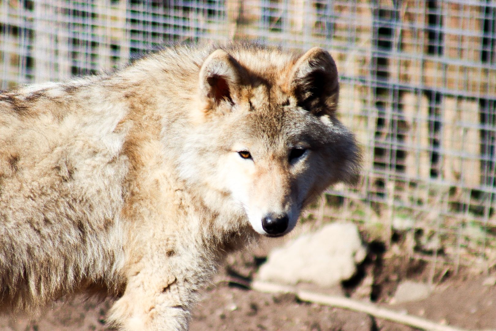 клин, общество, животные, экология,