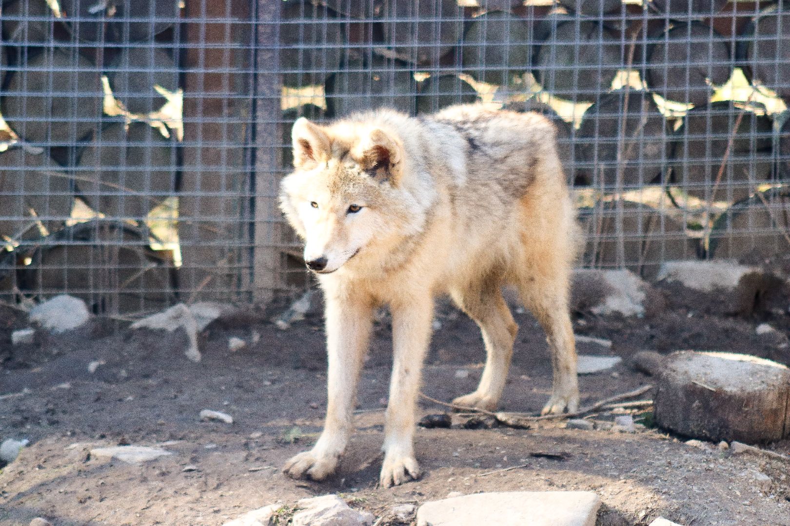 клин, общество, животные, экология,