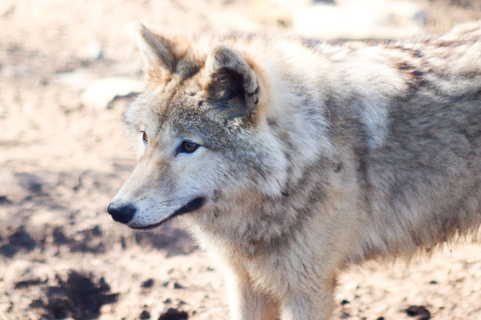 клин, общество, животные, экология,
