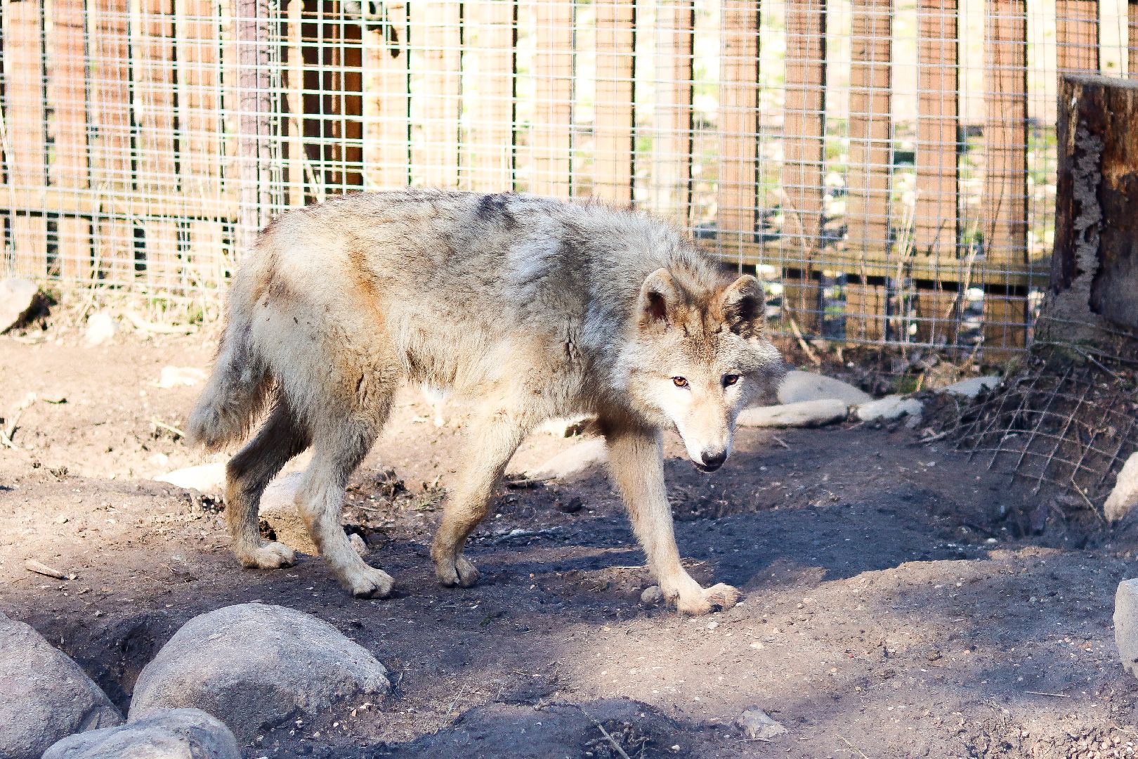 клин, общество, животные, экология,
