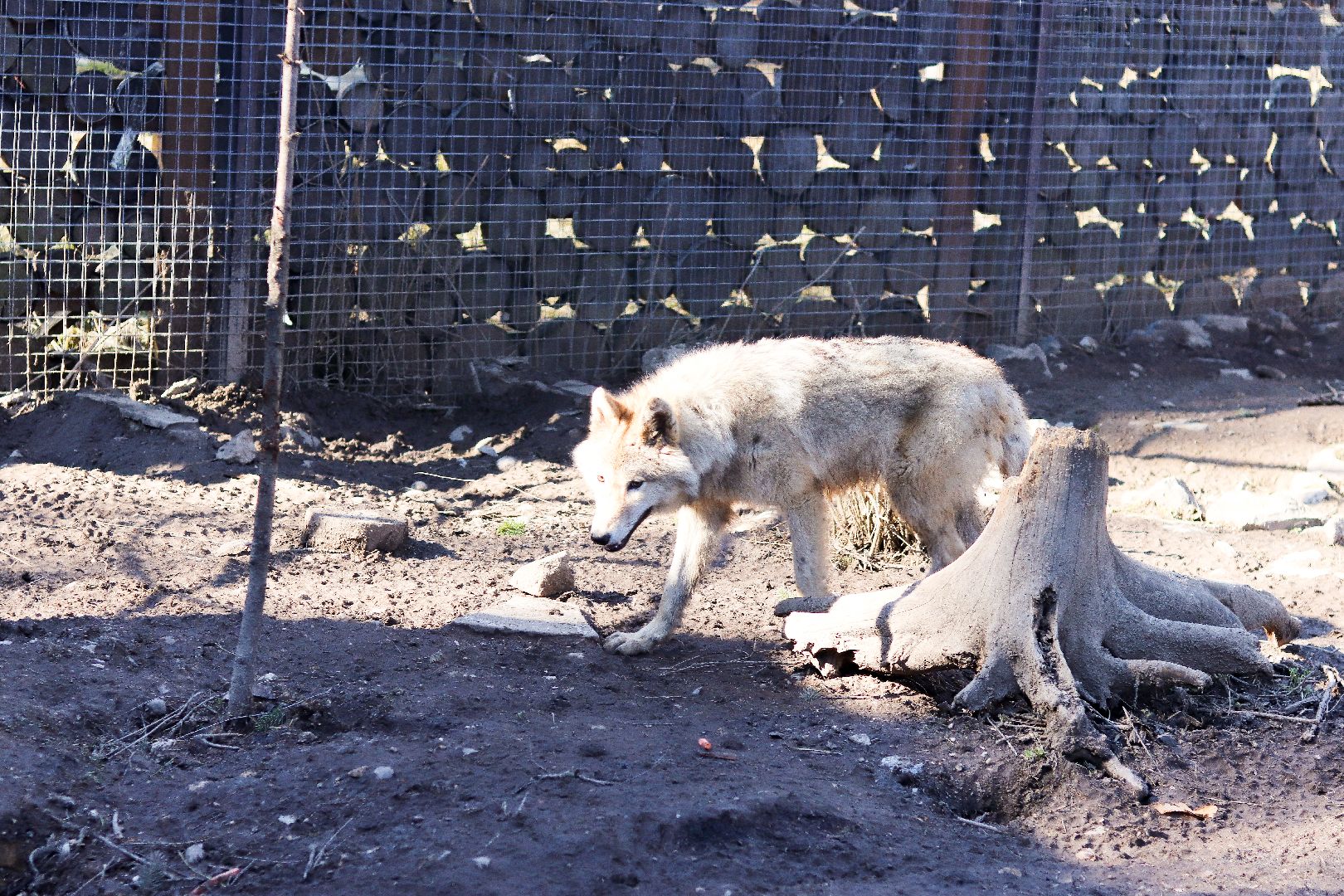 клин, общество, животные, экология,