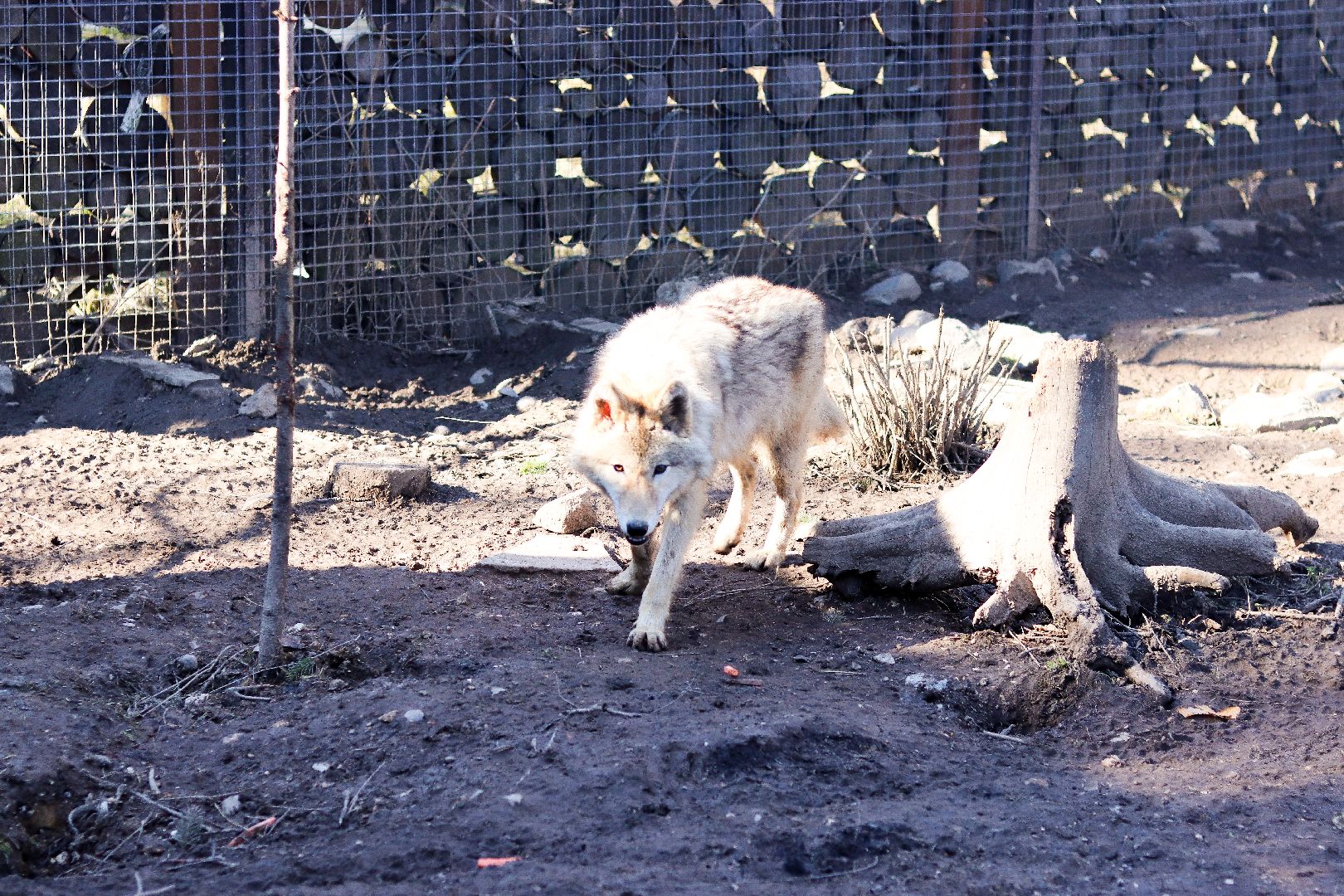 клин, общество, животные, экология,