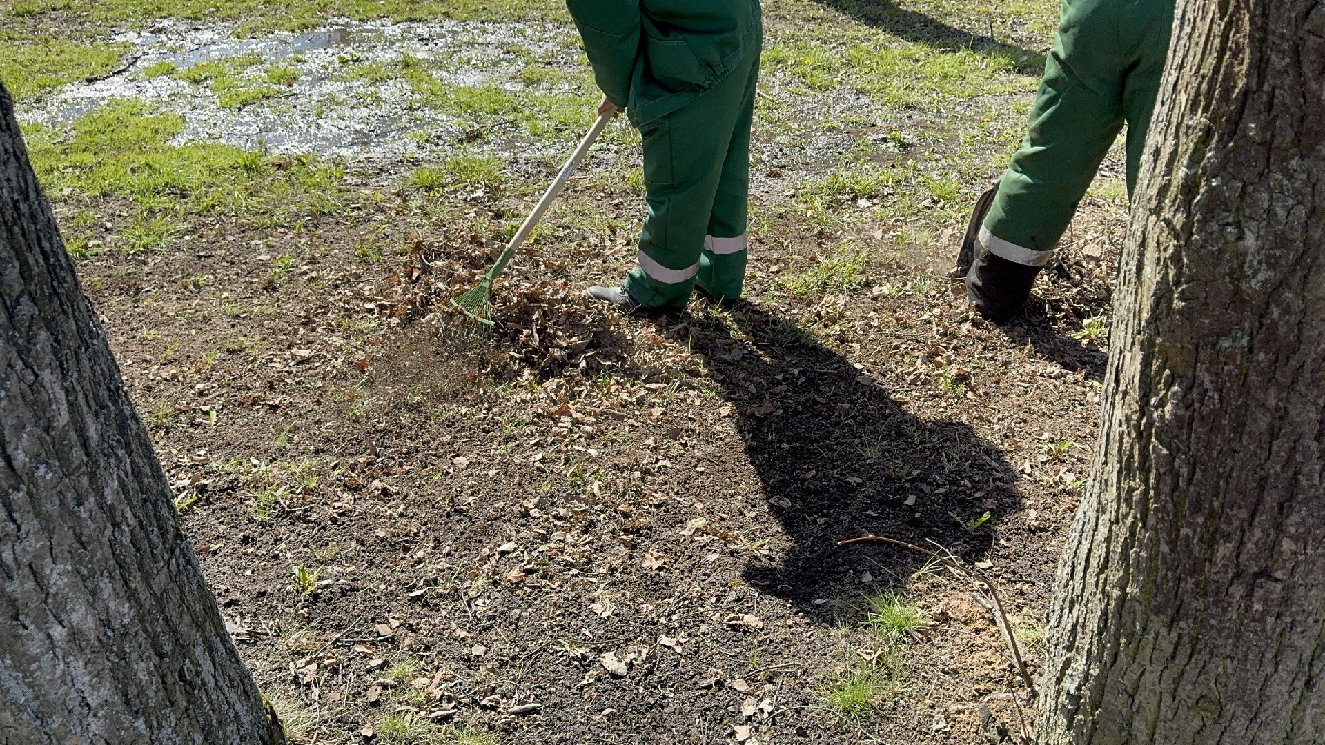 солнечногорск, уборка территории, городской парк, жители, листва,