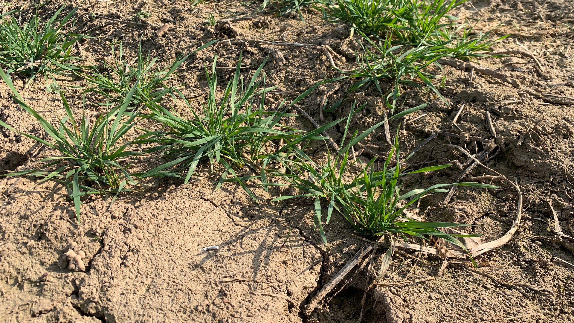Ступино, экономика, пшеница без глютена, алькор, знамение