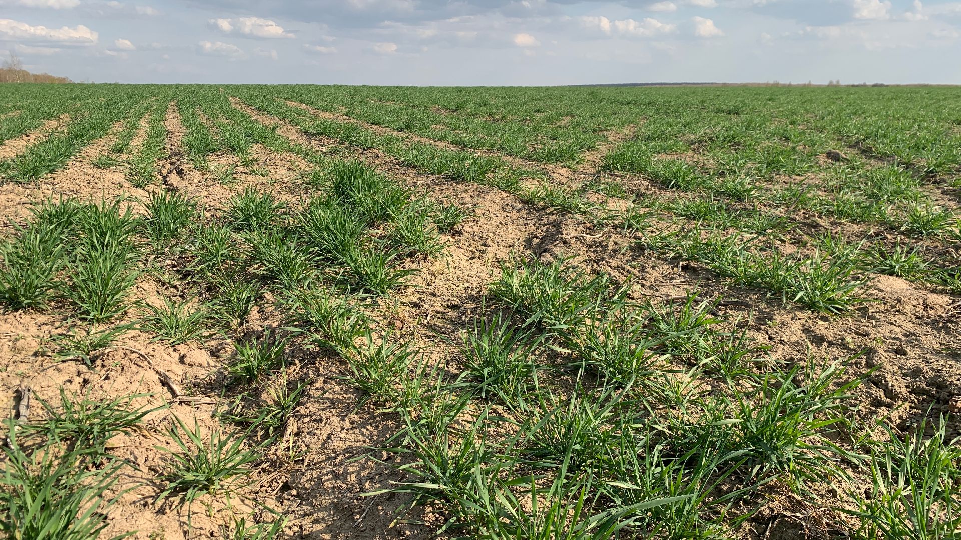 Ступино, экономика, пшеница без глютена, алькор, знамение