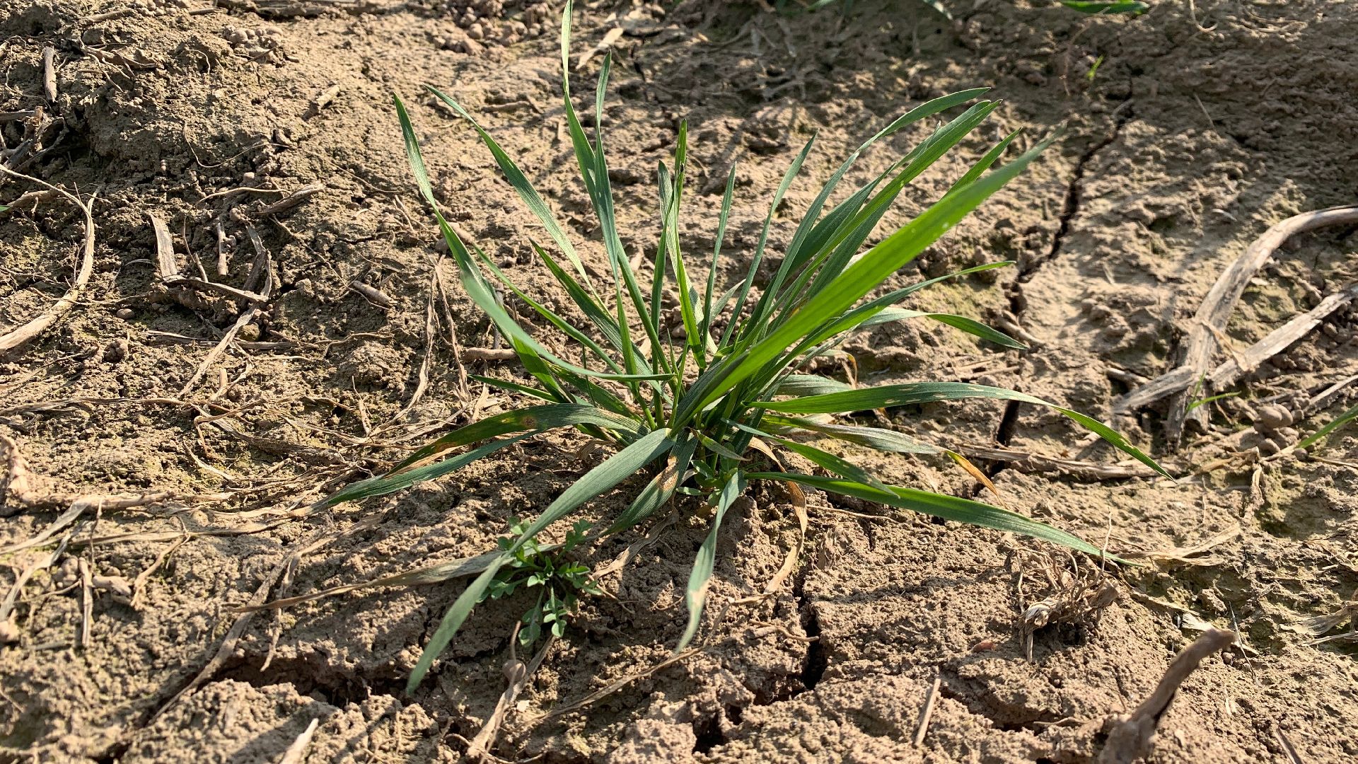 Ступино, экономика, пшеница без глютена, алькор, знамение