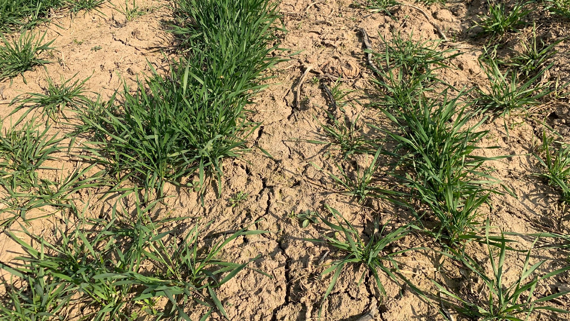 Ступино, экономика, пшеница без глютена, алькор, знамение