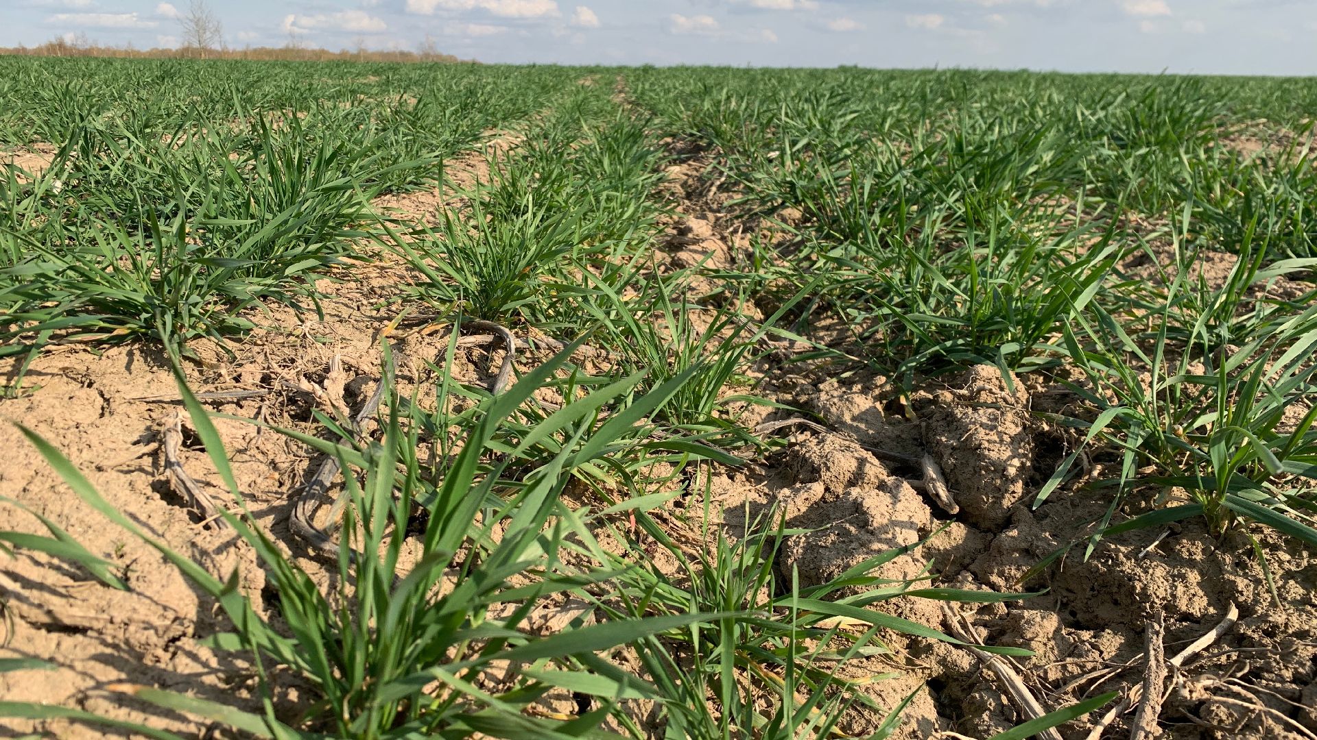 Ступино, экономика, пшеница без глютена, алькор, знамение