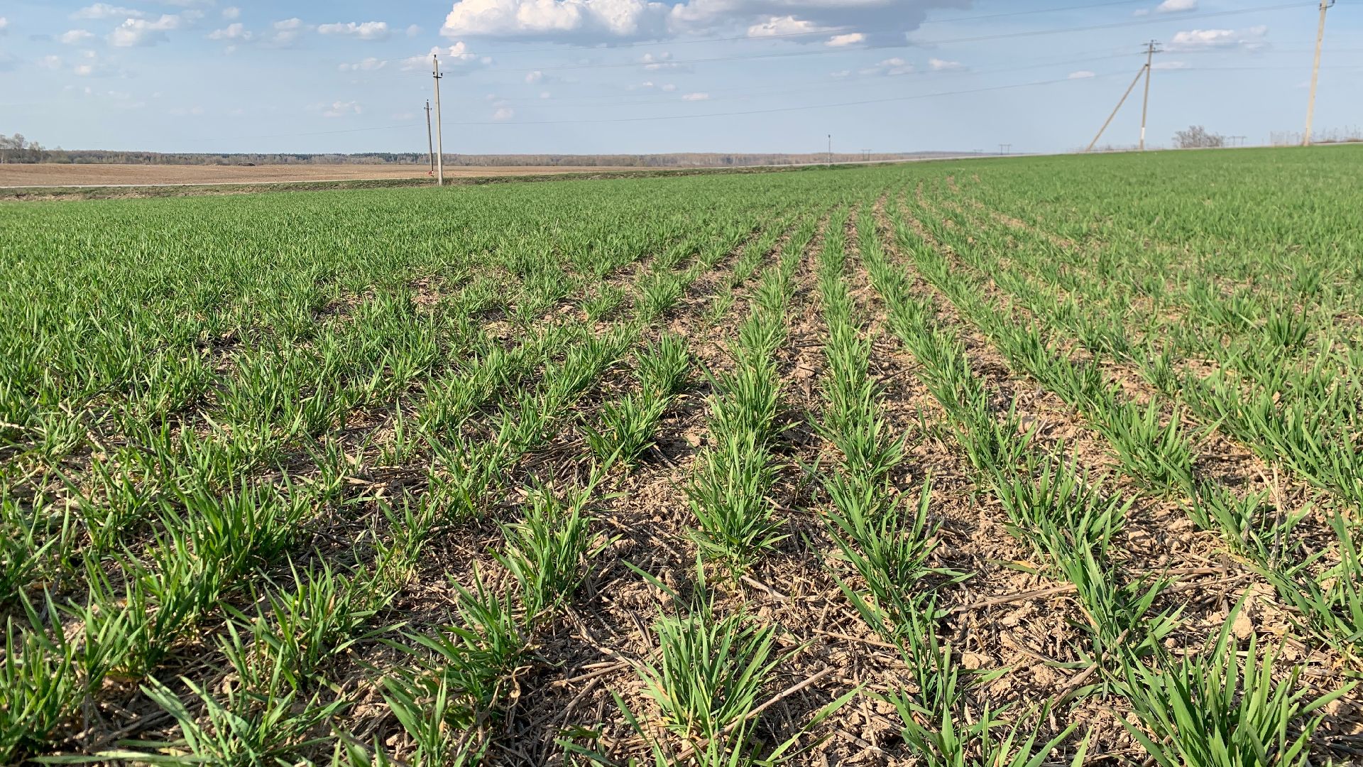 Ступино, экономика, пшеница без глютена, алькор, знамение