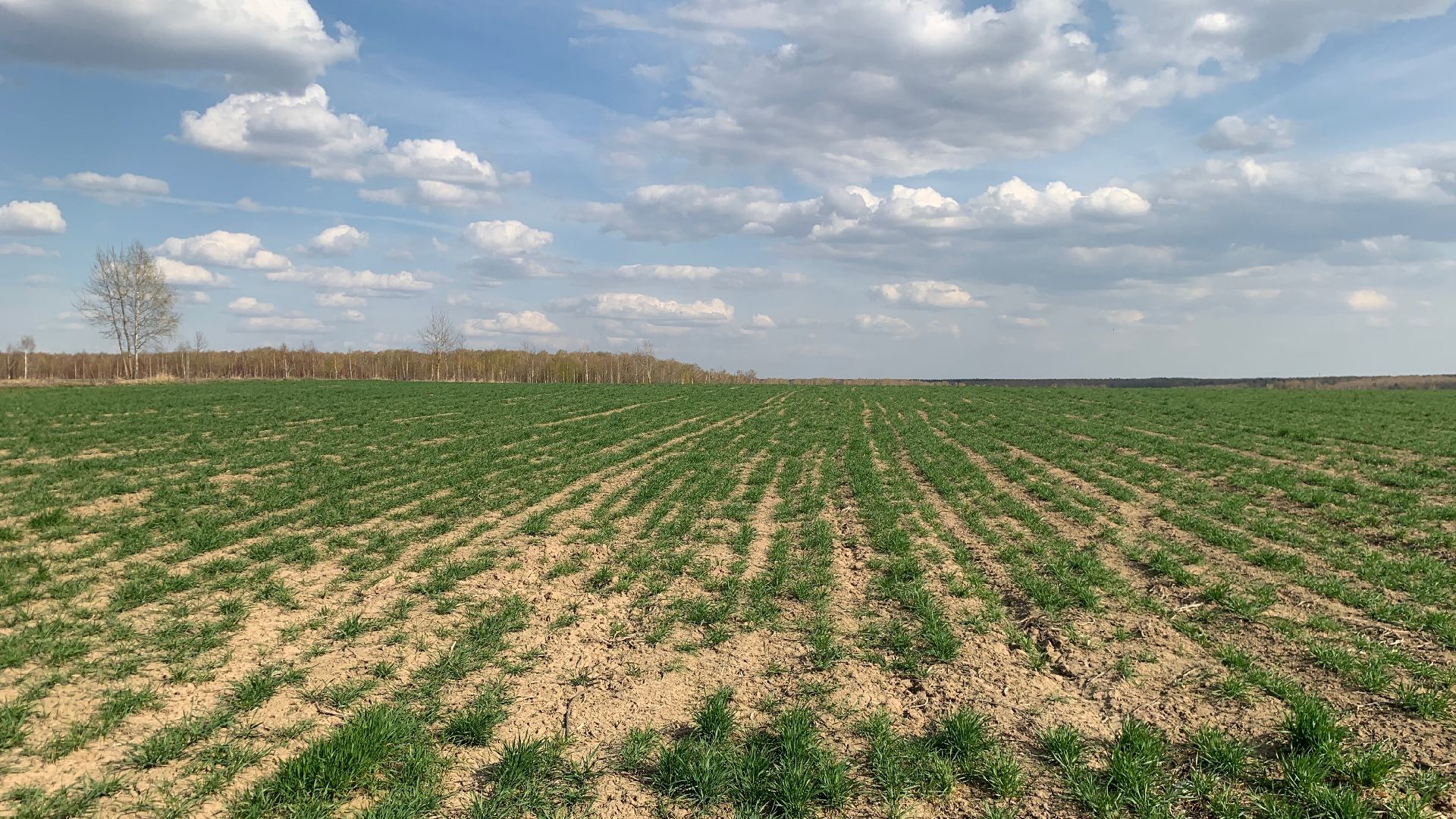Ступино, экономика, пшеница без глютена, алькор, знамение