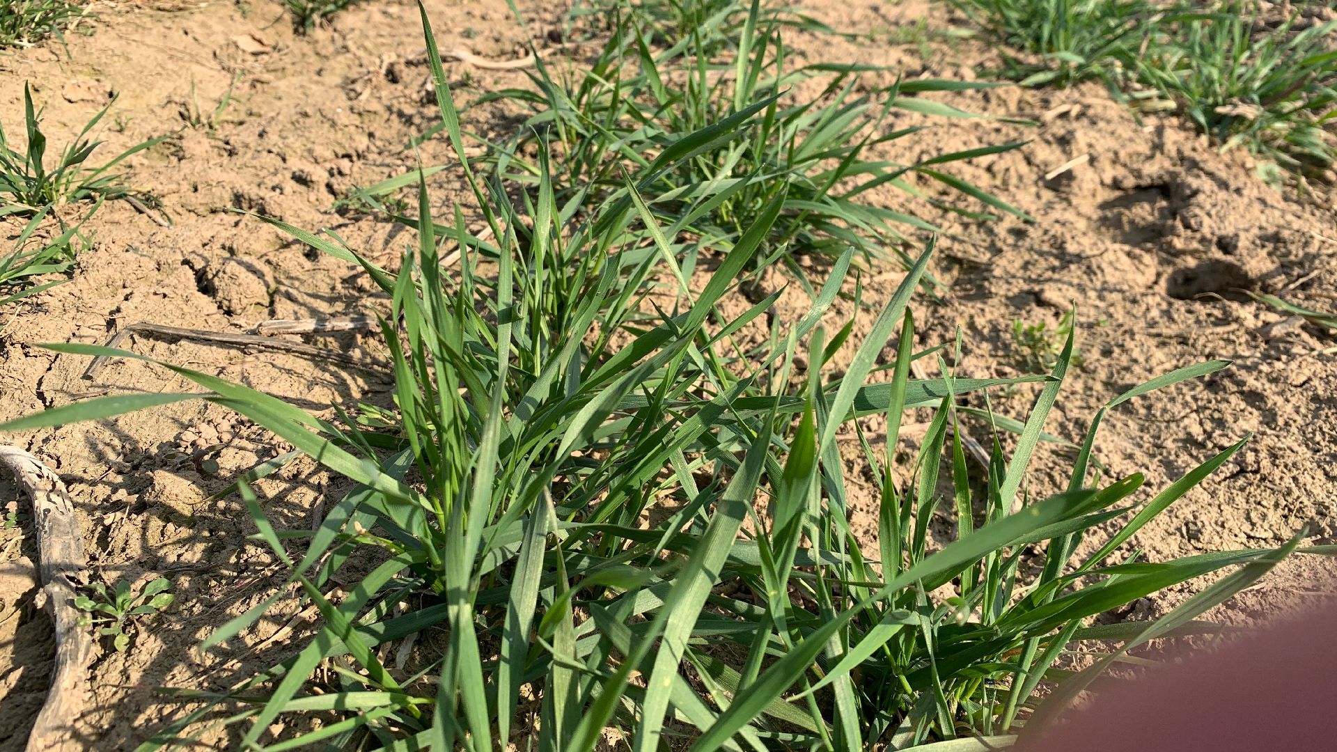 Ступино, экономика, пшеница без глютена, алькор, знамение