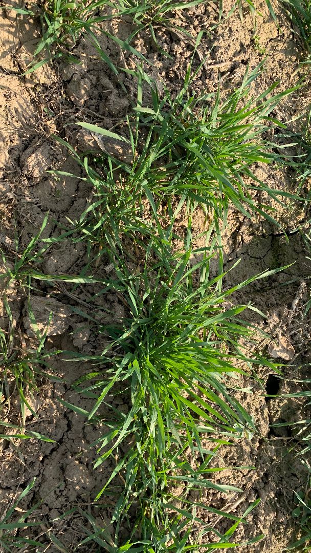 Ступино, экономика, пшеница без глютена, алькор, знамение