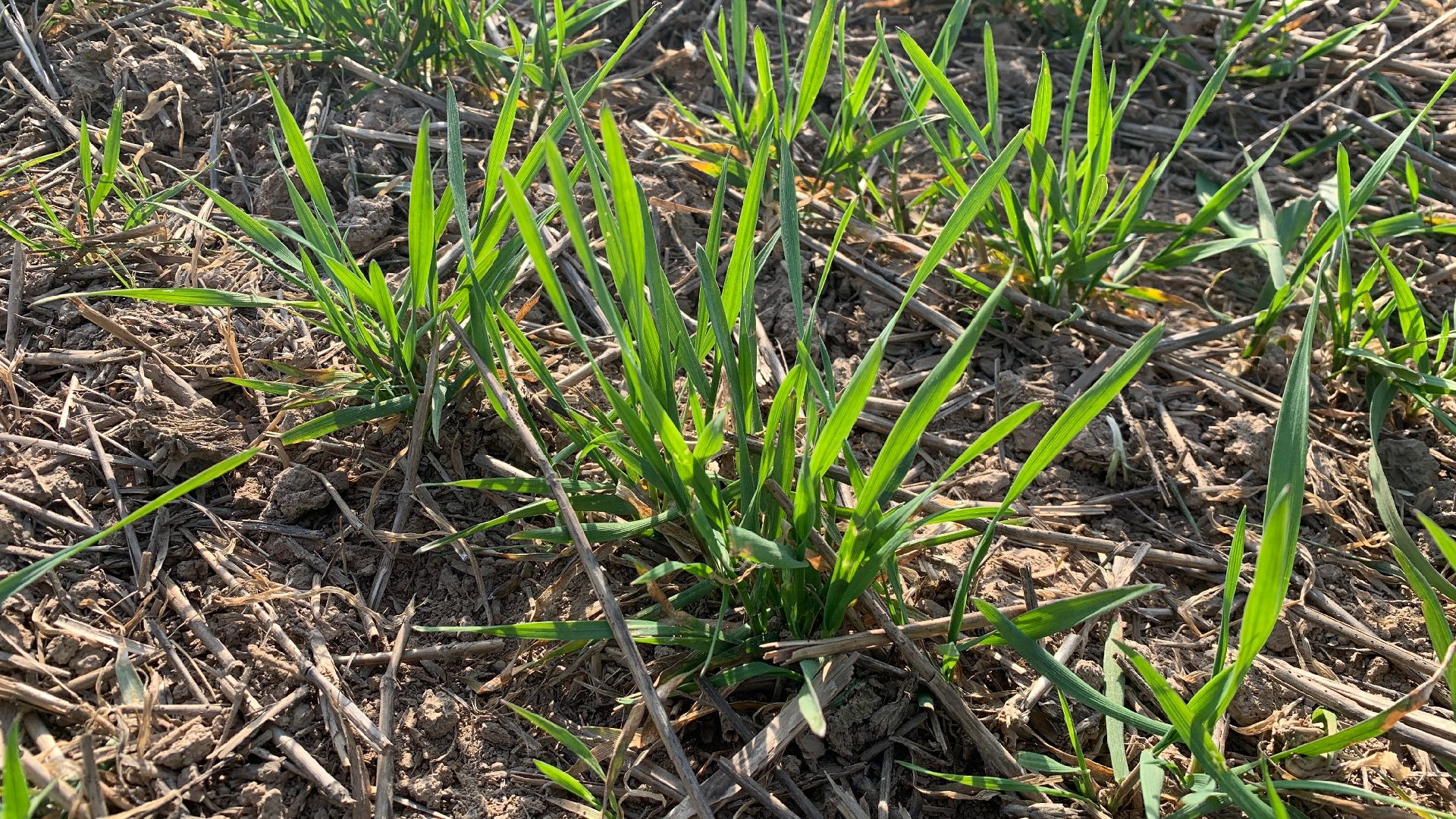 Ступино, экономика, пшеница без глютена, алькор, знамение