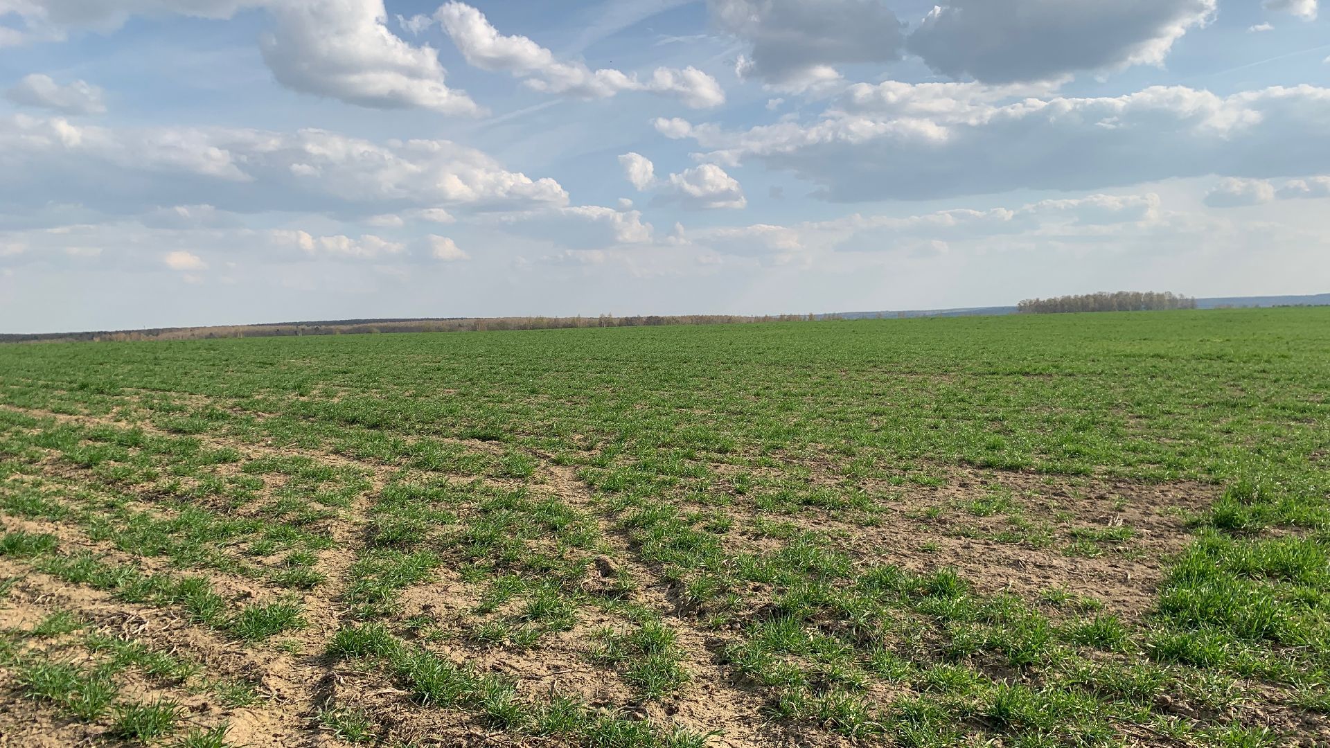 Ступино, экономика, пшеница без глютена, алькор, знамение