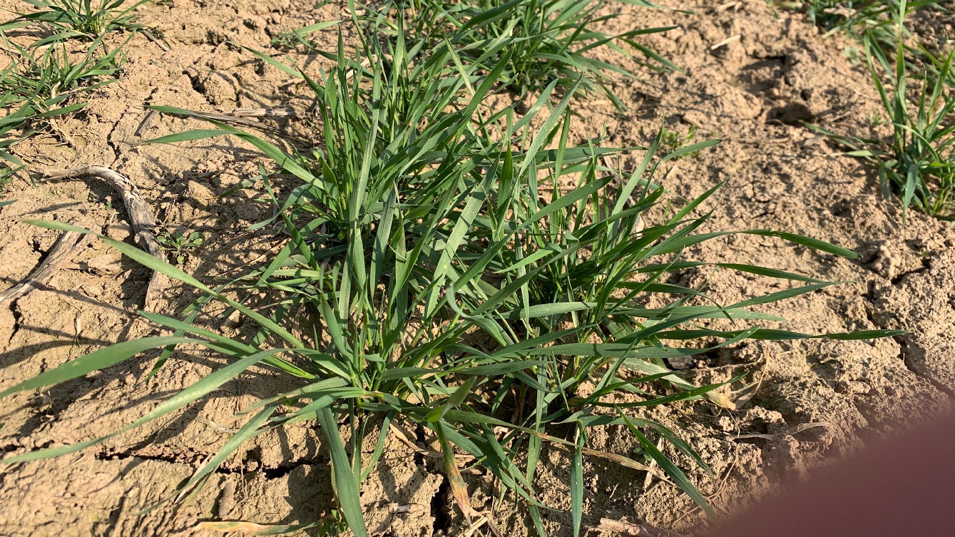 Ступино, экономика, пшеница без глютена, алькор, знамение