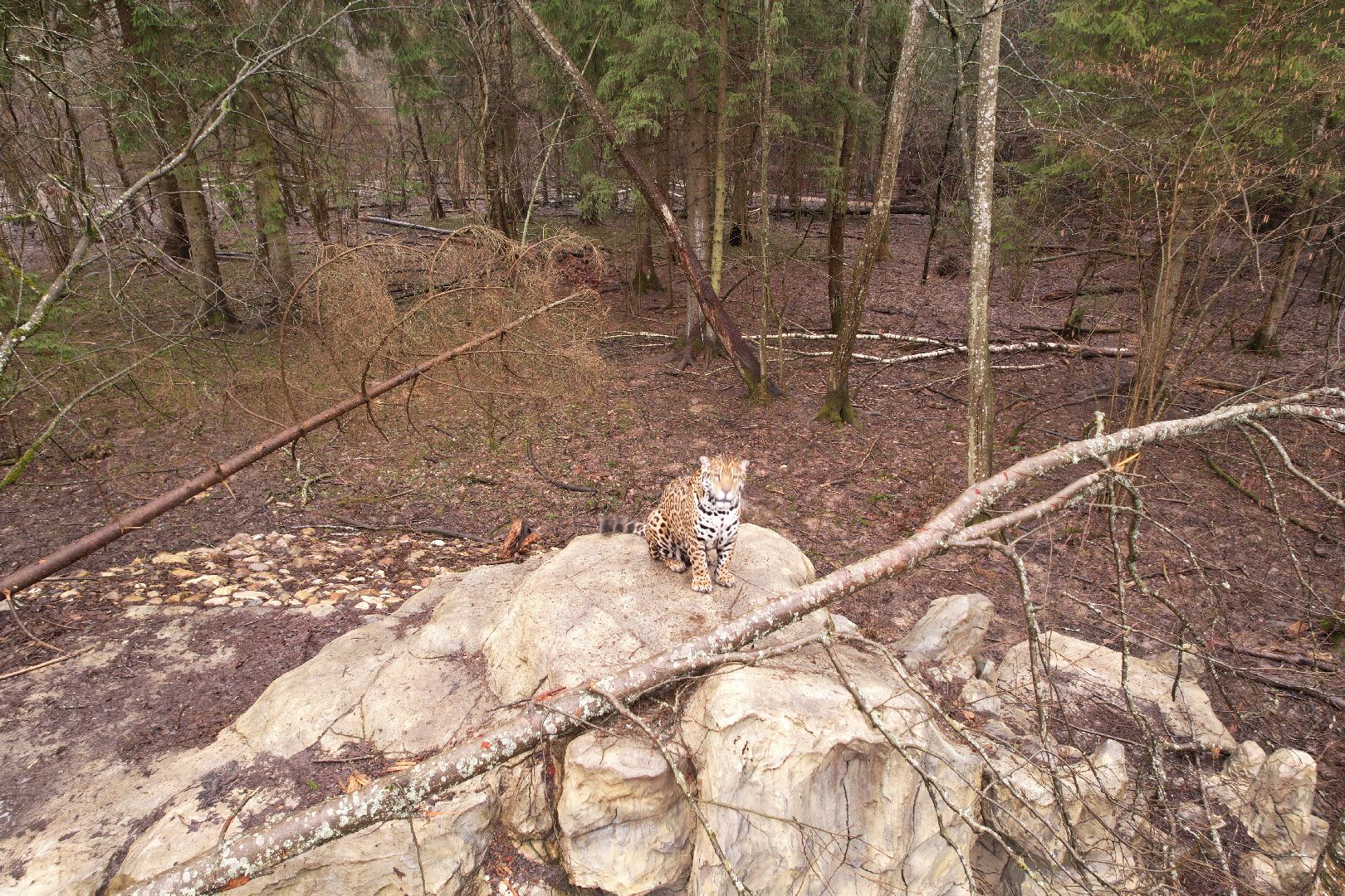 видео с коптера, сафари-парк в можайске, туризм можайска,
