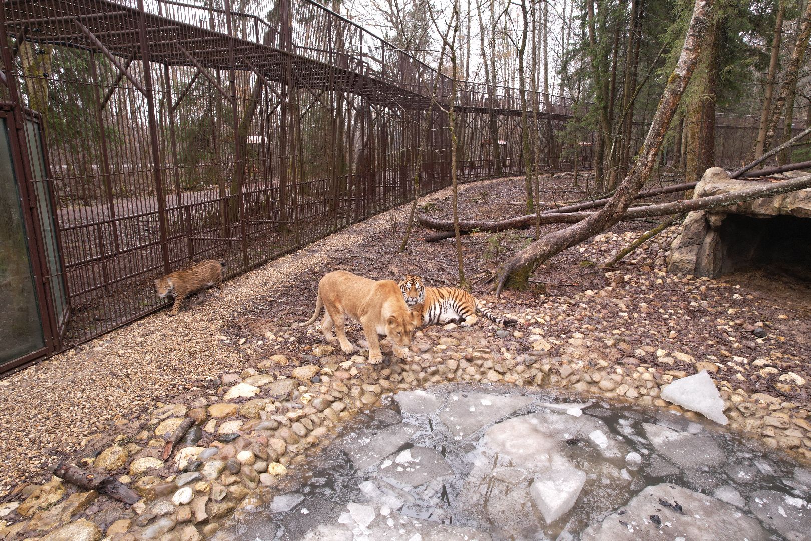 видео с коптера, сафари-парк в можайске, туризм можайска,