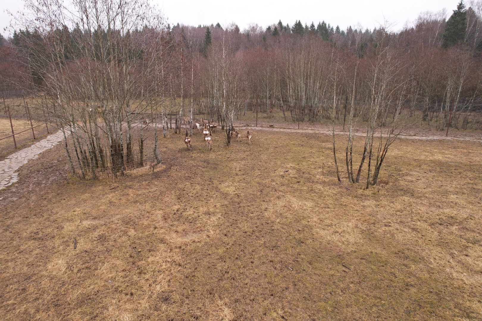видео с коптера, сафари-парк в можайске, туризм можайска,