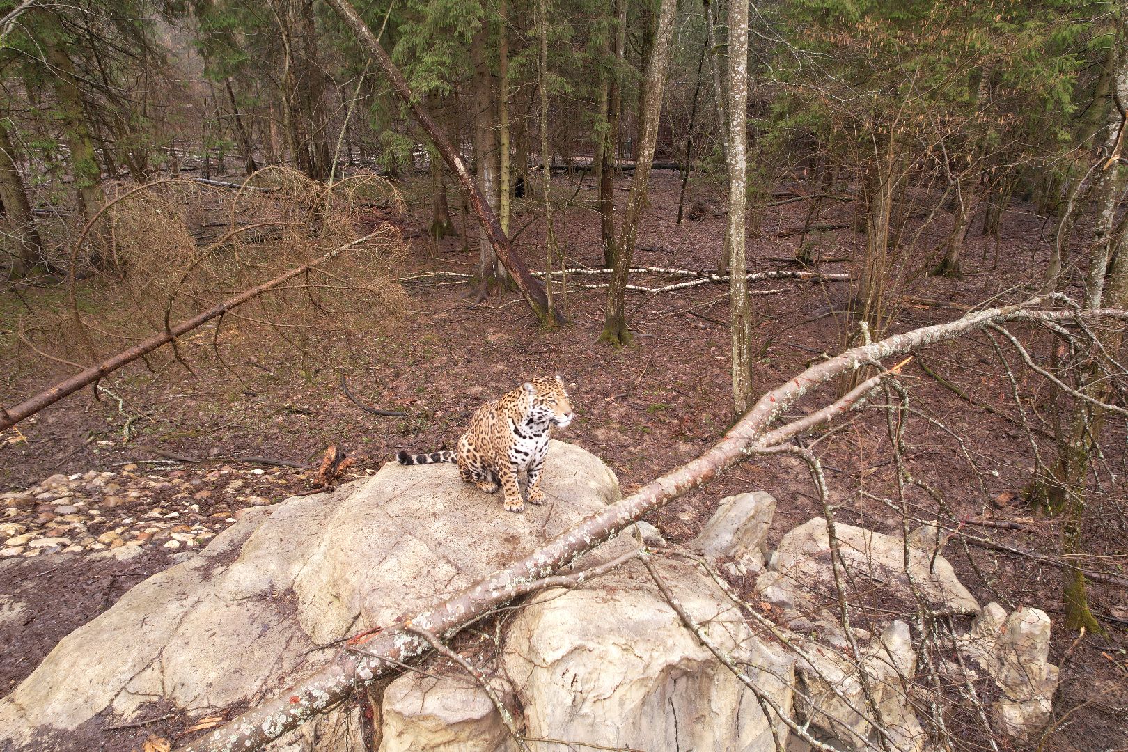 видео с коптера, сафари-парк в можайске, туризм можайска,
