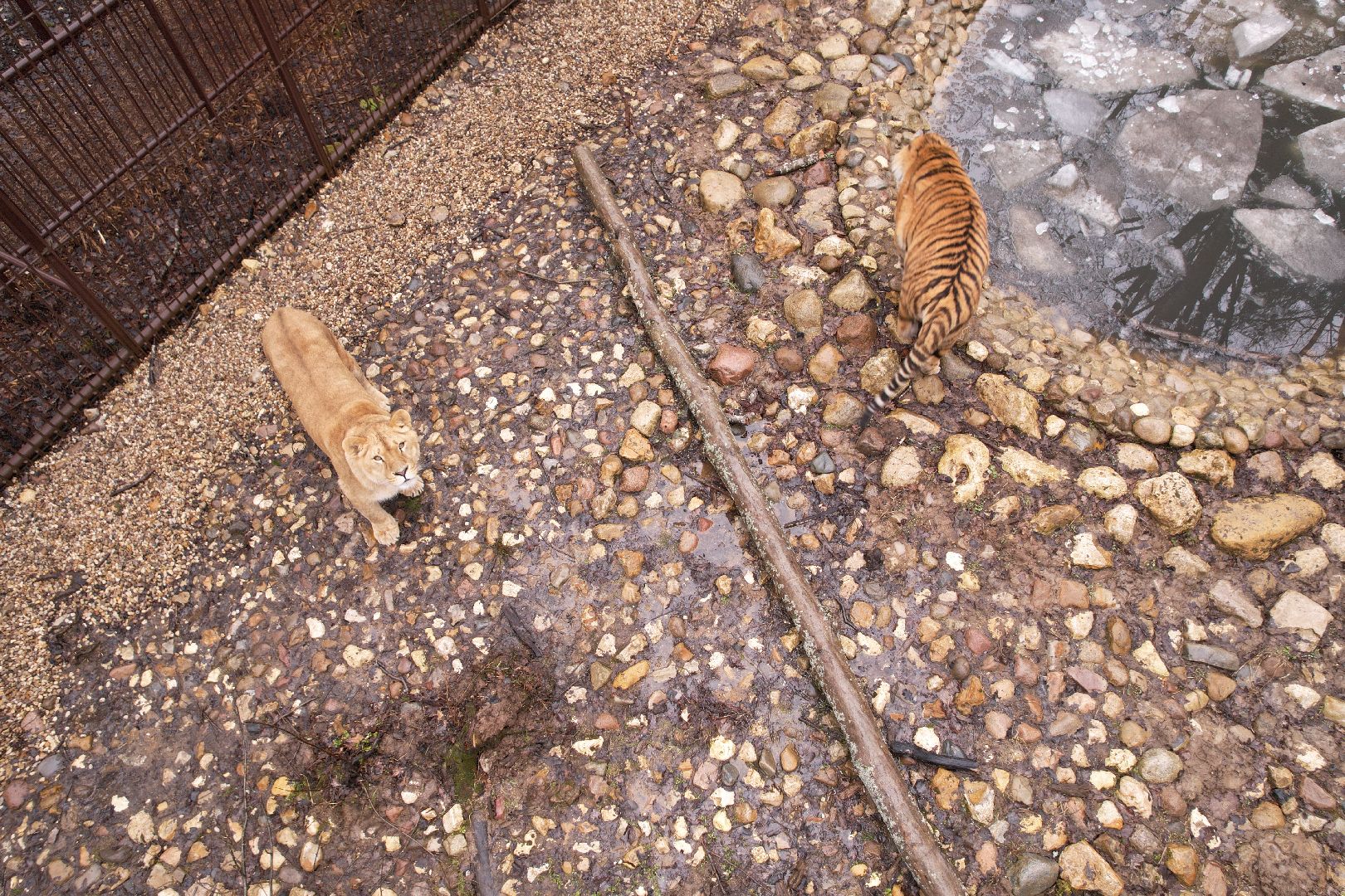 видео с коптера, сафари-парк в можайске, туризм можайска,
