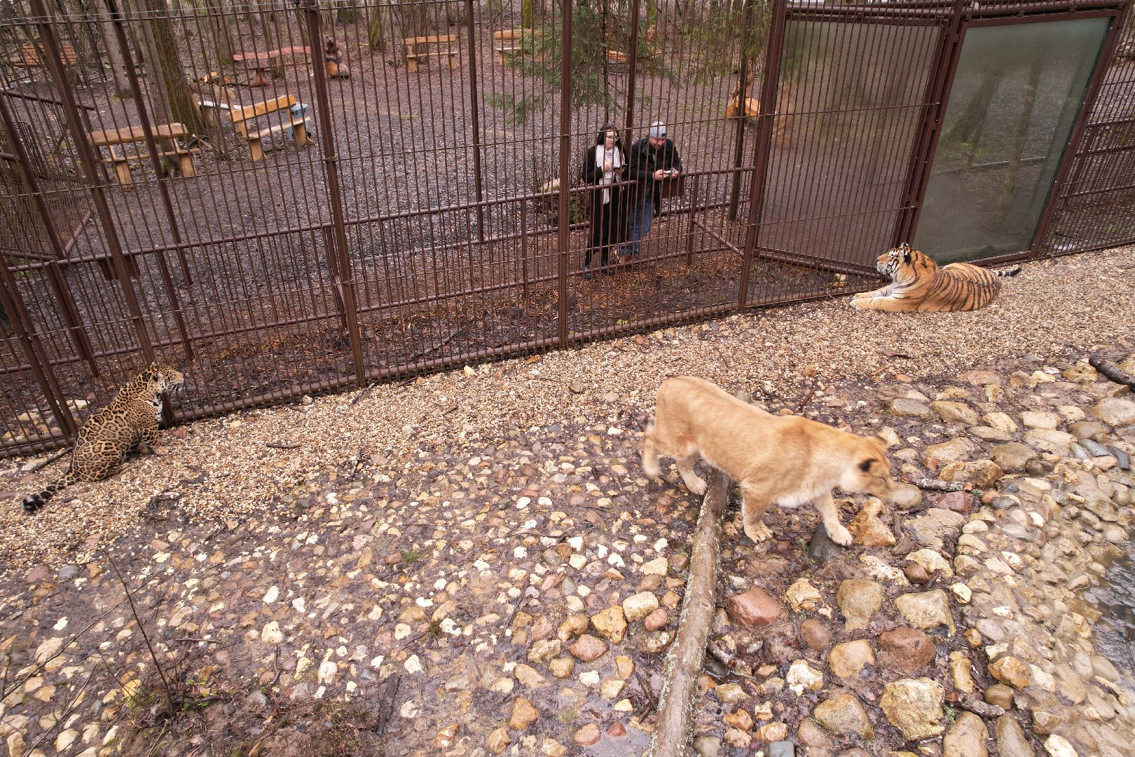видео с коптера, сафари-парк в можайске, туризм можайска,