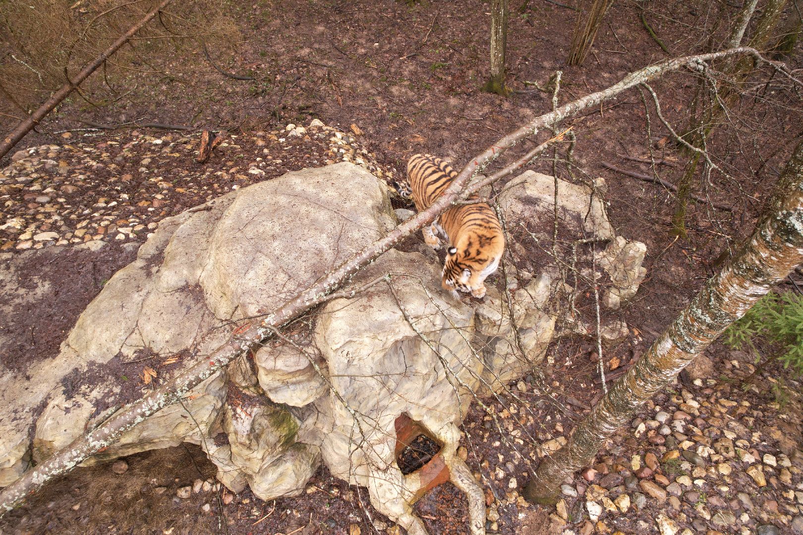 видео с коптера, сафари-парк в можайске, туризм можайска,