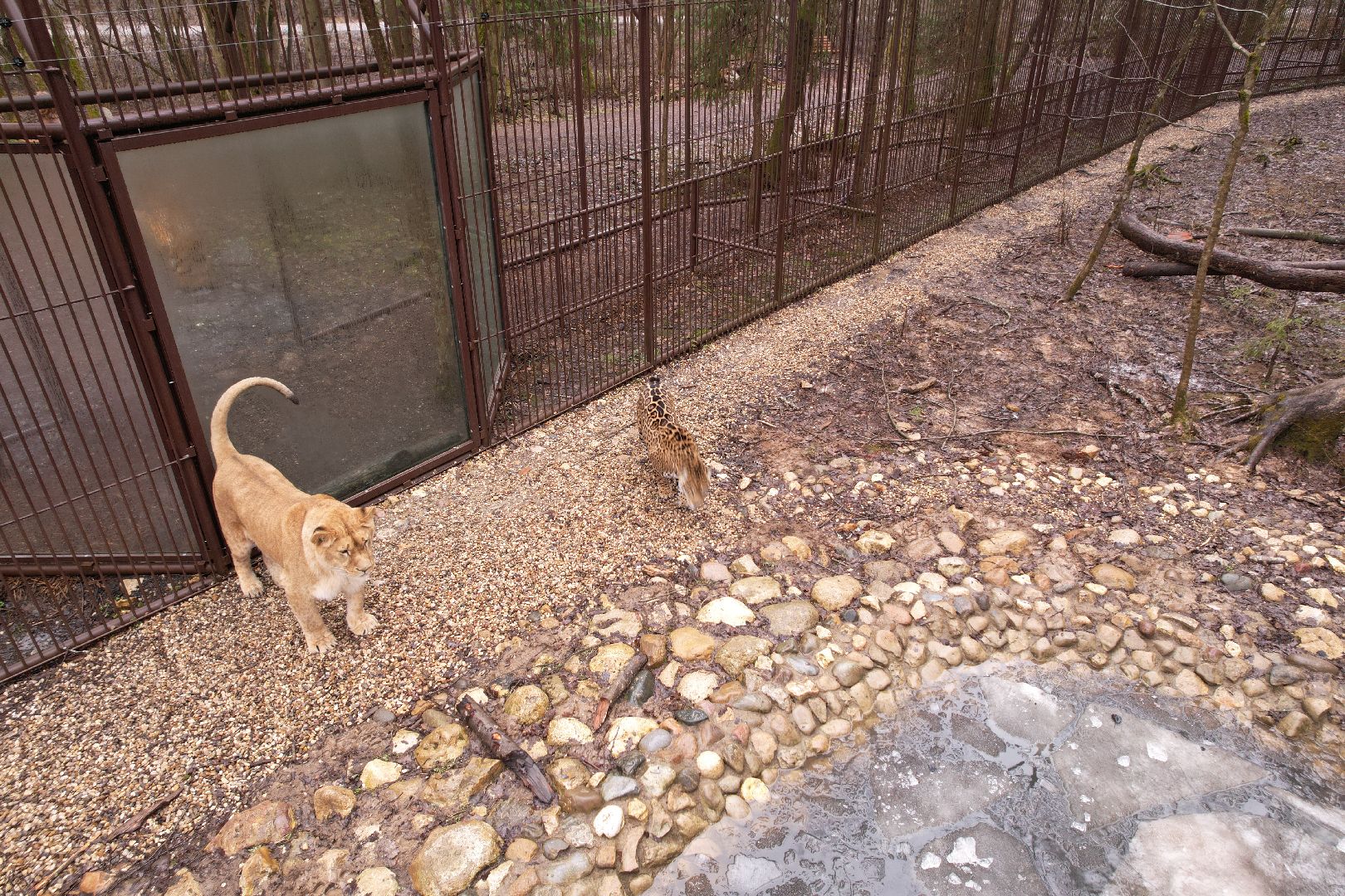 видео с коптера, сафари-парк в можайске, туризм можайска,