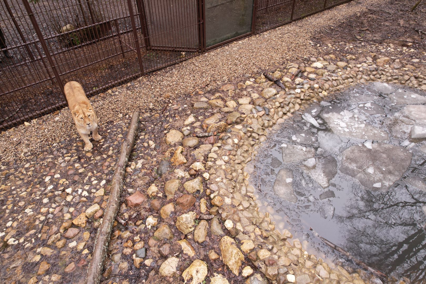 видео с коптера, сафари-парк в можайске, туризм можайска,