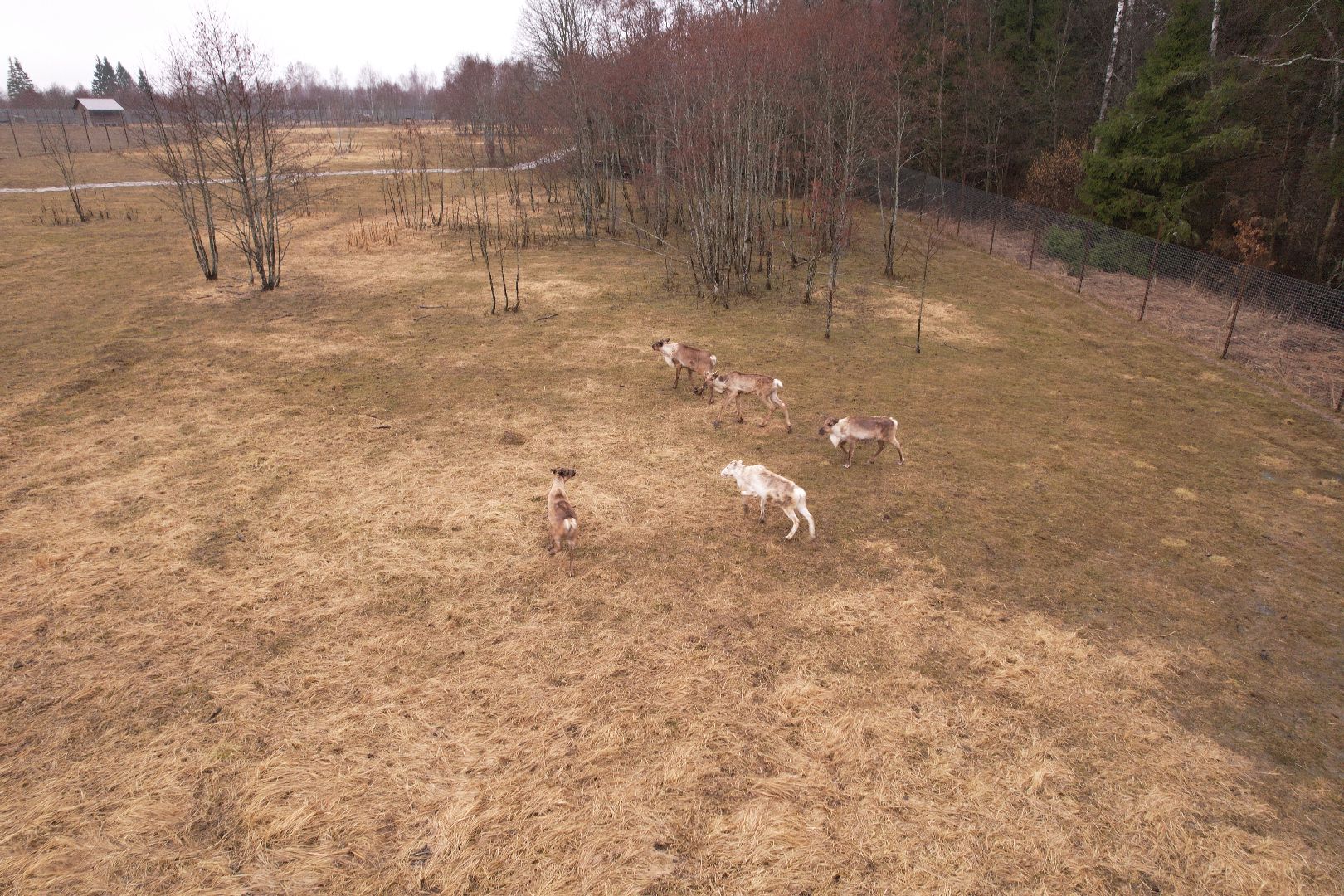 видео с коптера, сафари-парк в можайске, туризм можайска,