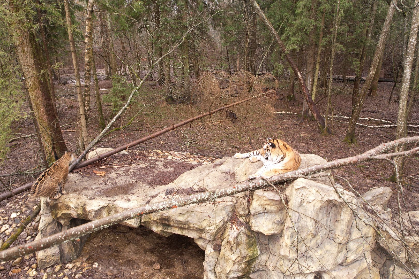 видео с коптера, сафари-парк в можайске, туризм можайска,