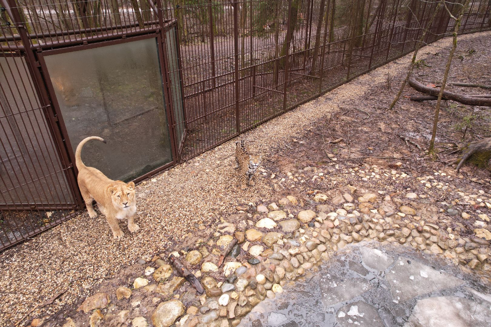 видео с коптера, сафари-парк в можайске, туризм можайска,