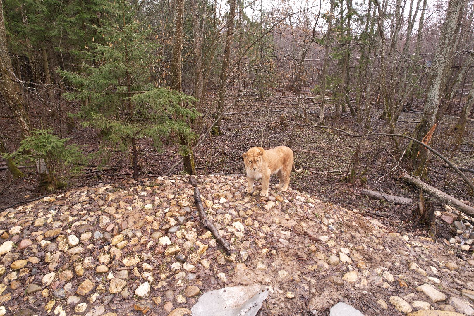 видео с коптера, сафари-парк в можайске, туризм можайска,