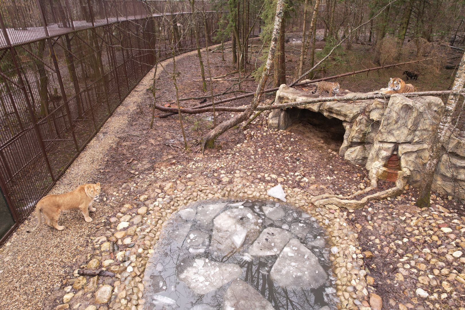 видео с коптера, сафари-парк в можайске, туризм можайска,