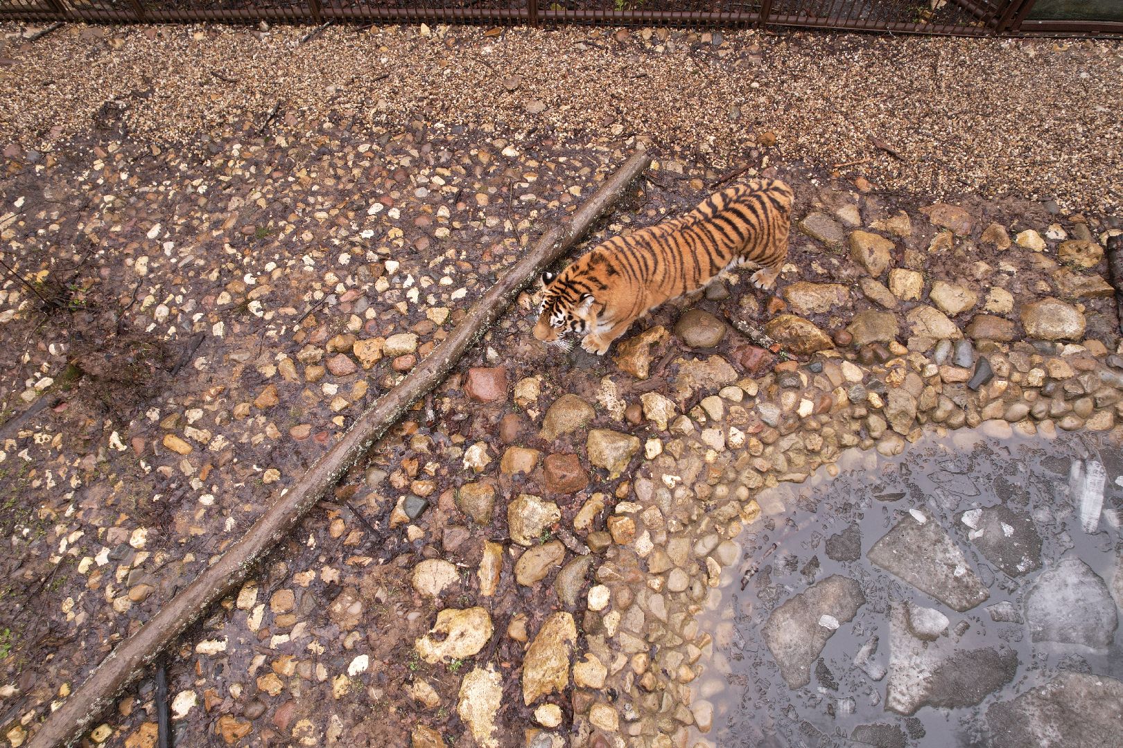 видео с коптера, сафари-парк в можайске, туризм можайска,