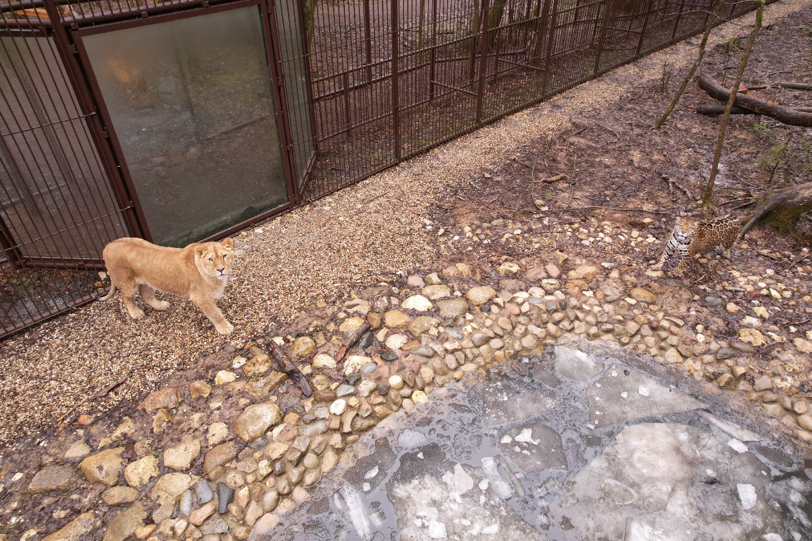 видео с коптера, сафари-парк в можайске, туризм можайска,