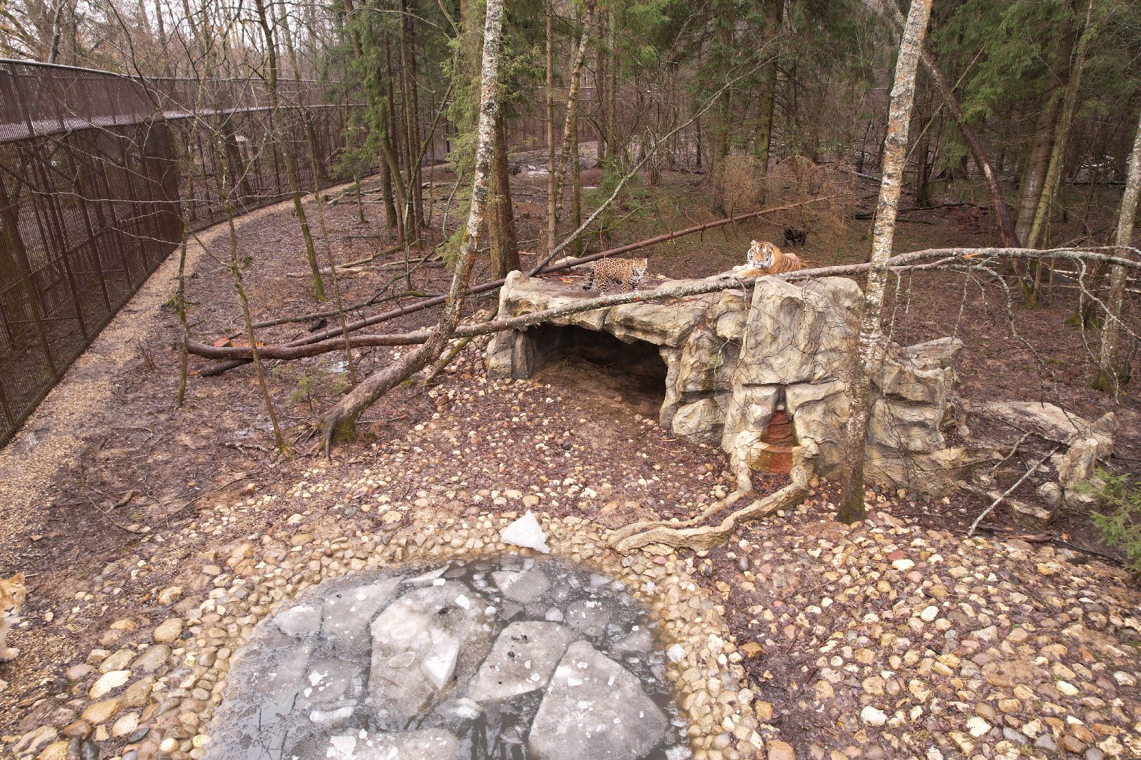 видео с коптера, сафари-парк в можайске, туризм можайска,
