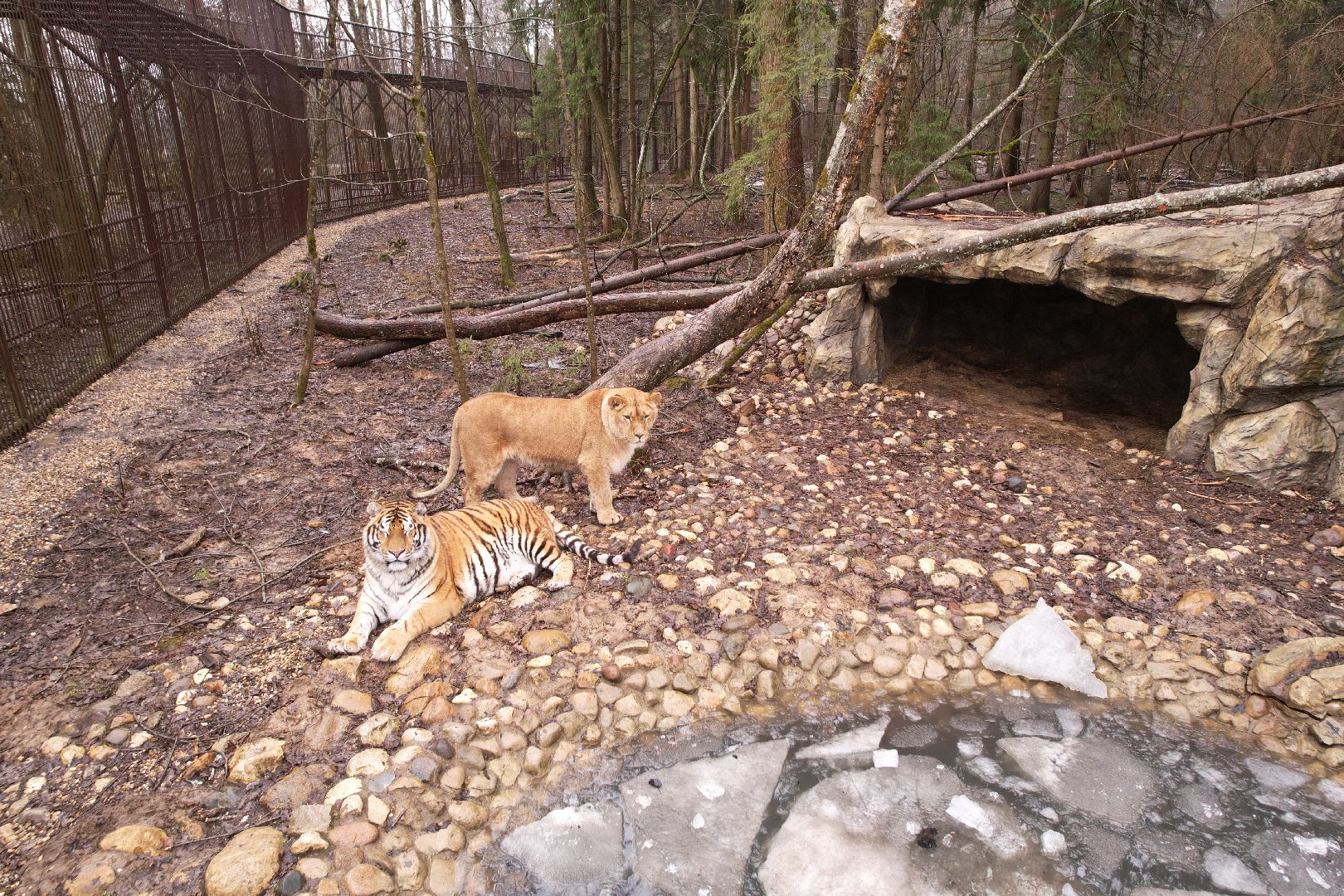 видео с коптера, сафари-парк в можайске, туризм можайска,