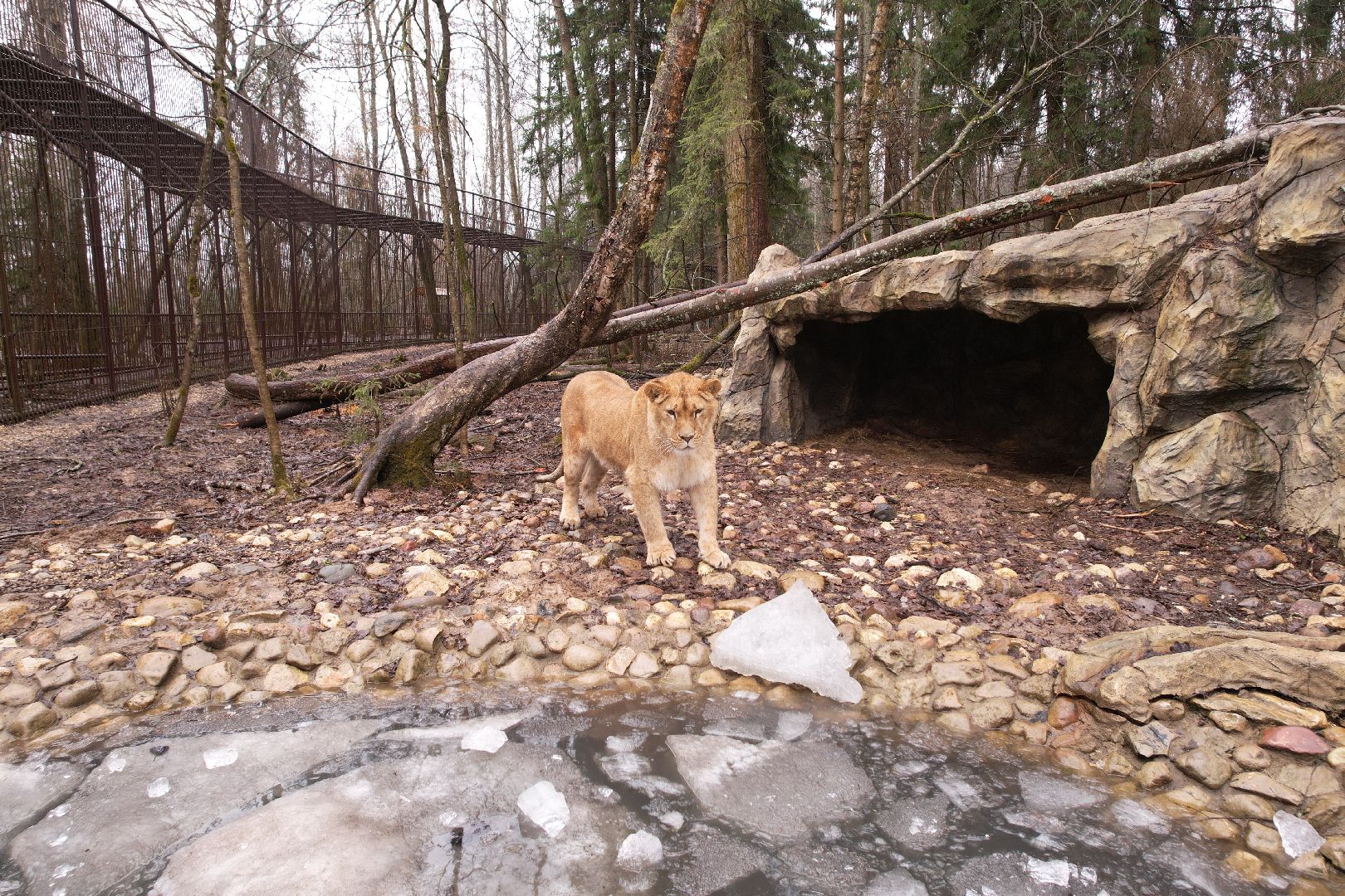 видео с коптера, сафари-парк в можайске, туризм можайска,