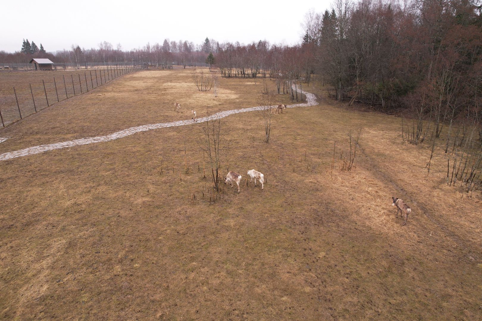 видео с коптера, сафари-парк в можайске, туризм можайска,