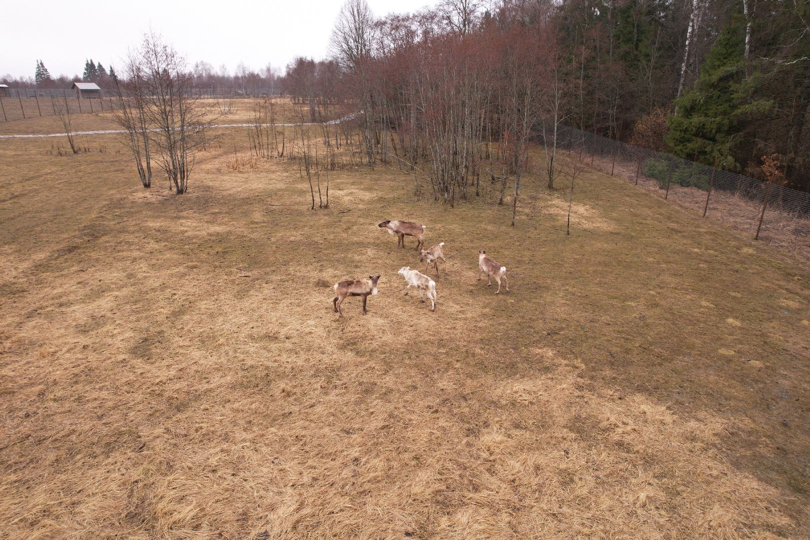 видео с коптера, сафари-парк в можайске, туризм можайска,